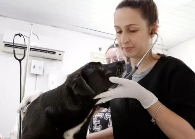 Centro de Bem-Estar Animal de Joinville lança canal de emergência para socorro de animais sem tutores