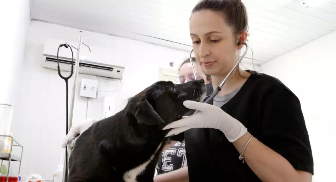 Centro de Bem-Estar Animal de Joinville lança canal de emergência para socorro de animais sem tutores